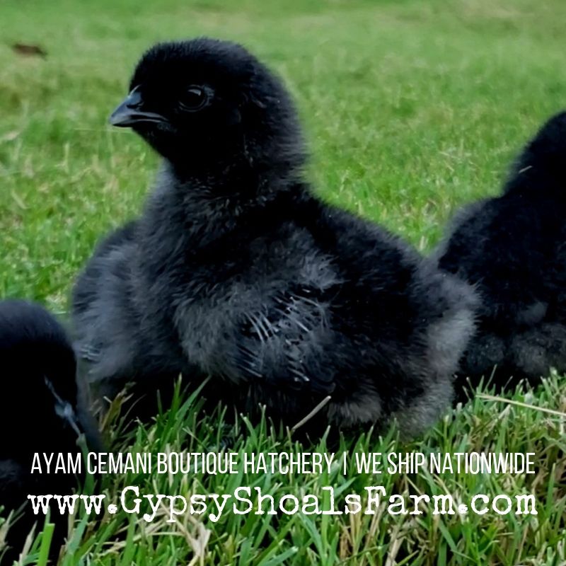 ayam cemani hatching eggs