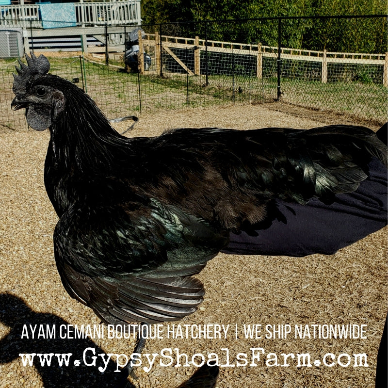 ayam cemani hatching eggs