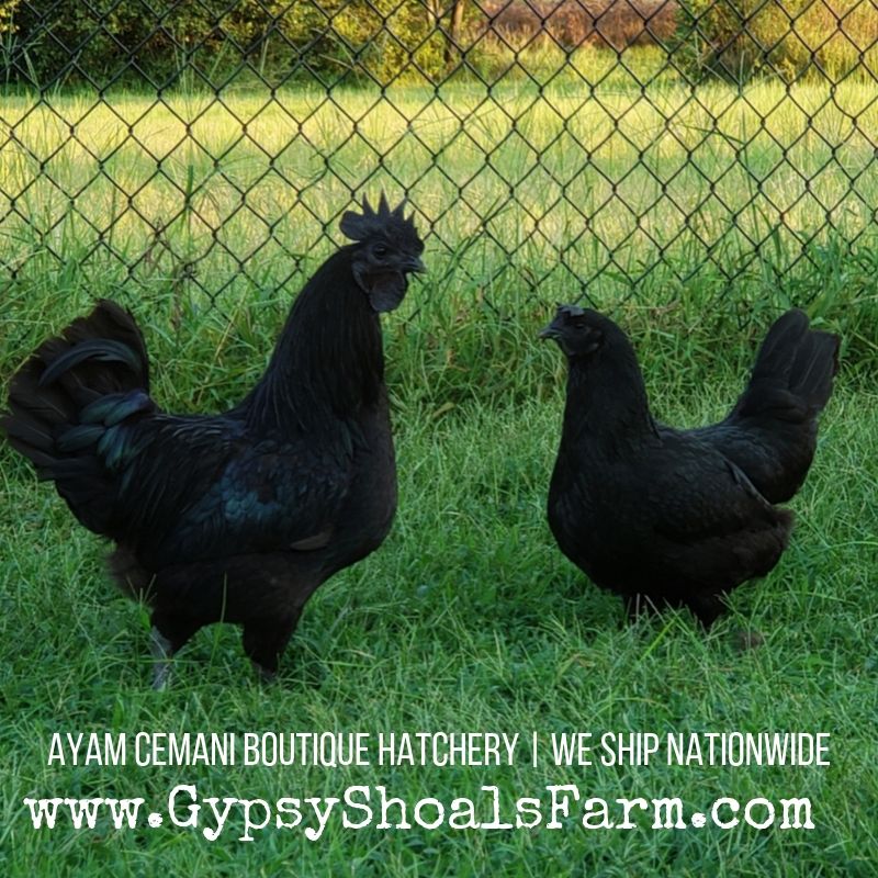 Ayam Cemanis For Sale USA | Chicks | Hatching Eggs | Gypsy Shoals Farm