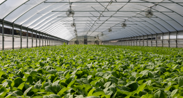 Indoor Agriculture and CO2 Safety