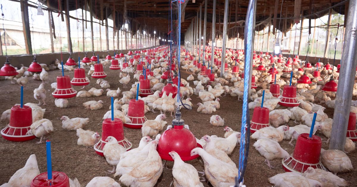 European Council Poultry Farms