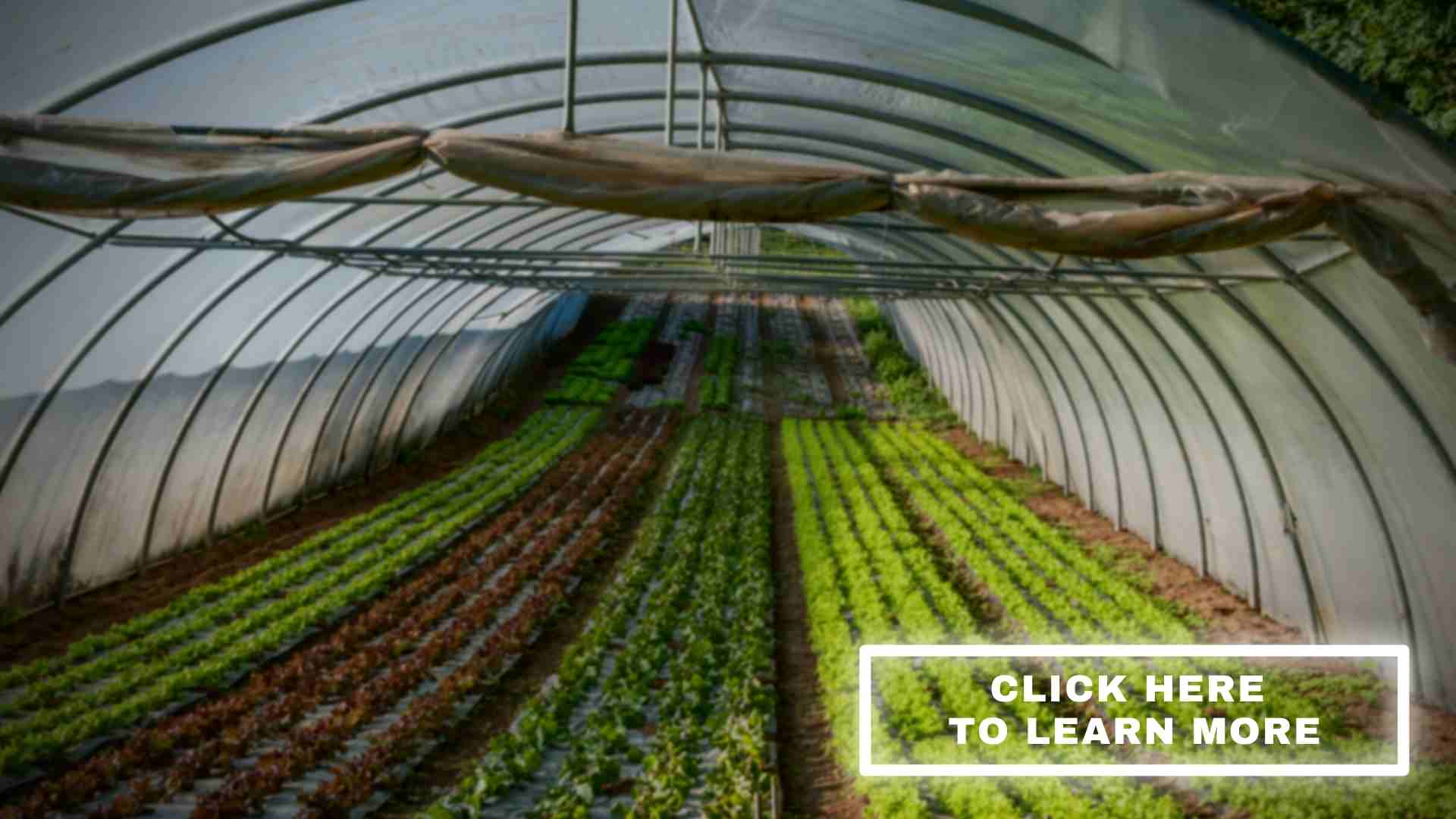 Indoor Greenhouse