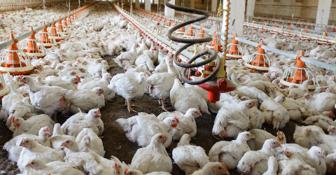 CO2 Meter and Carbon Dioxide and Ammonia Monitoring in Poultry Industries