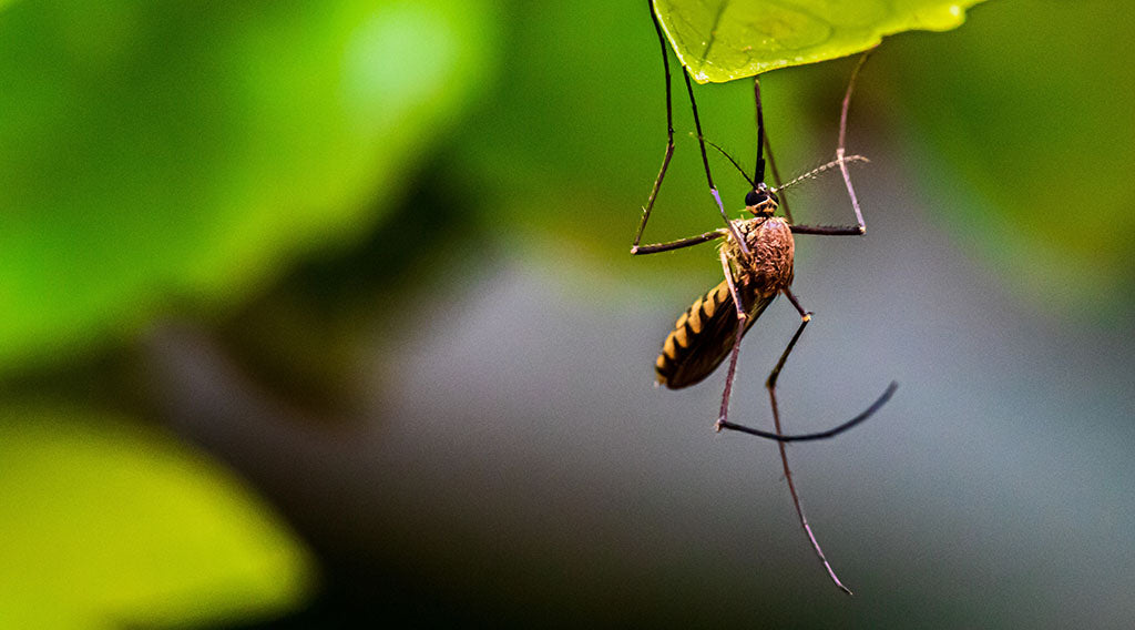 mosquitos in nature reacting to human CO2