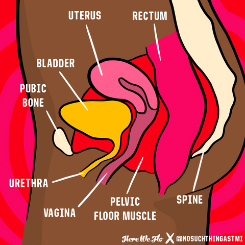 pelvic floor muscles diagram