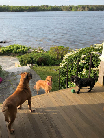 Golden Retriever, Boxer mix, and Dachsund mix playing on deck with tennis ball near water. 
