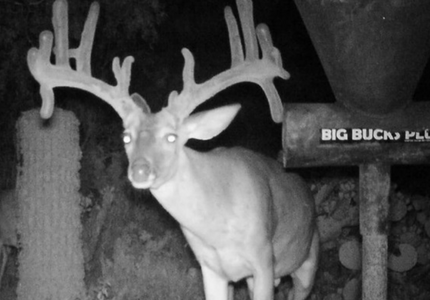 big bucks plus gravity feeder