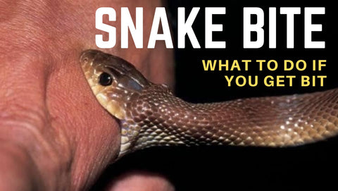 What to do if you get bitten by a snake while hiking