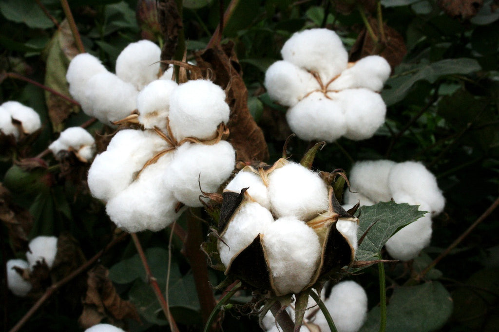 Le Coton Bio : un Choix Sain pour vos Eponges et Essuie-Tout Lavables