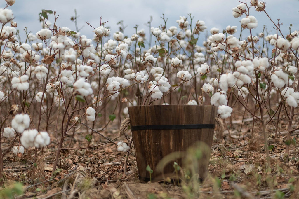 Coton Traditionnel et Coton Bio : Quelle est la Différence ?