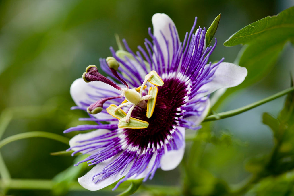 Derma Organics Blog Anti-anxiety herbs that boast skin benefits Passion Flower