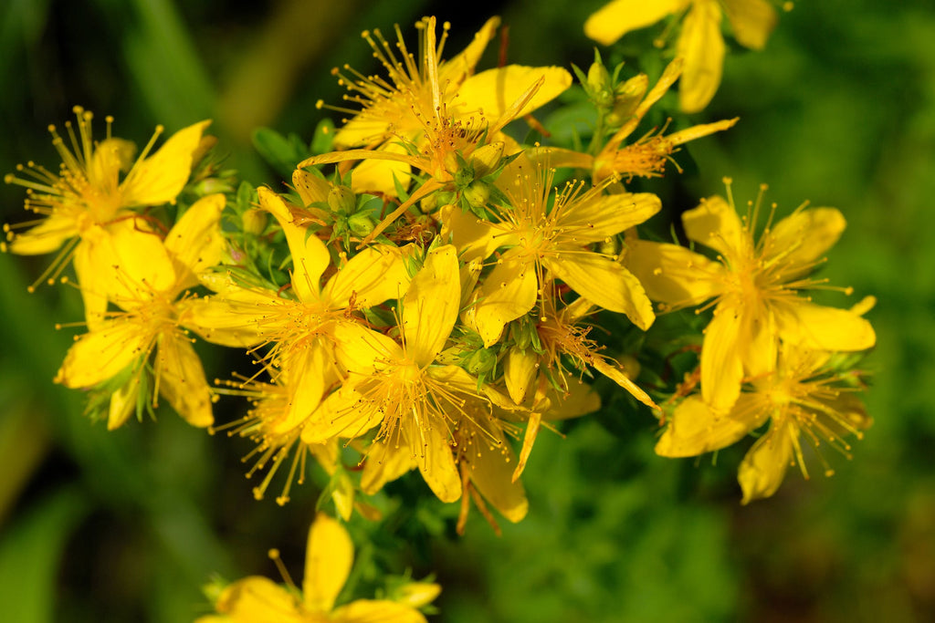 Derma Organics Blog Anti-anxiety herbs that boast skin benefits St Johns Wort