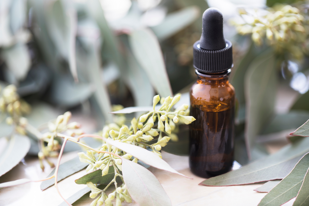 Derma Organics Blog Part 2 Antiviral Essential Oils - Eucalyptus