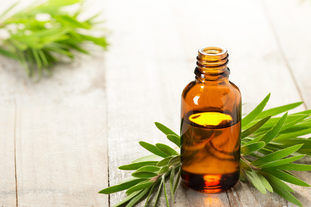 Derma Organics Blog Part 2 Antiviral Essential Oils - Tea Tree