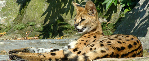 image of Austin Zoo