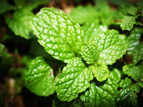 image of mint leaves