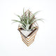 Sconce Wall Planter (large) // FREE Air Plant Included!