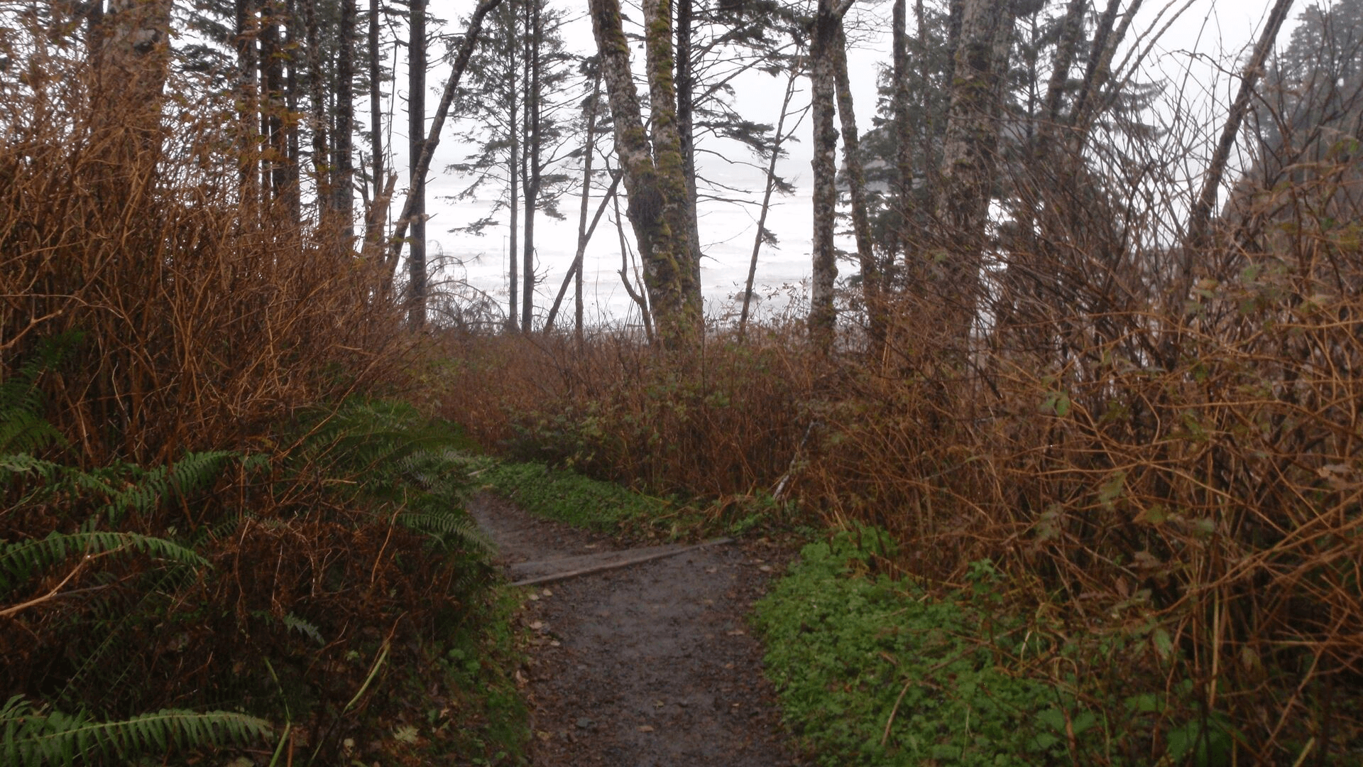 Trail to Ruby Beach