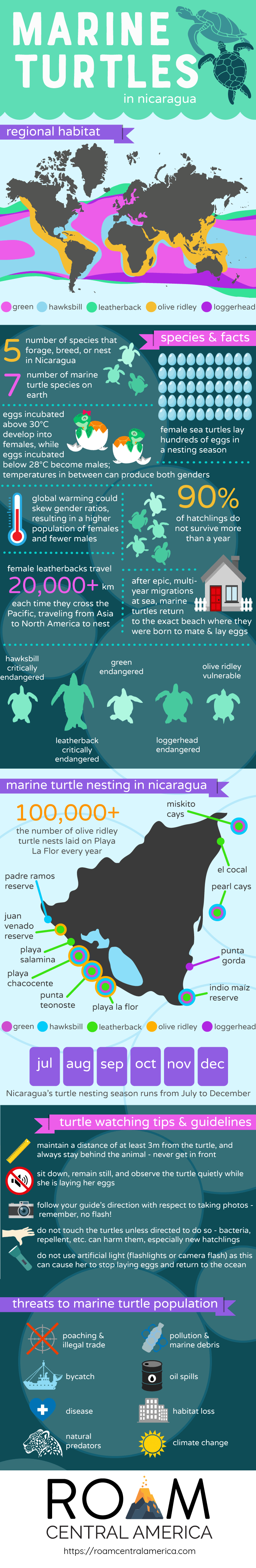 Marine Sea Turtles in Nicaragua