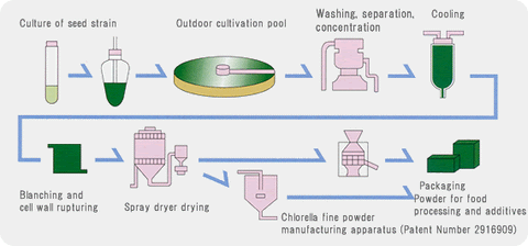 Yaeyama Production cycle