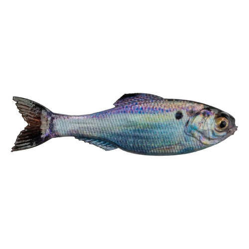 6th Sense Panorama 2.8" / Live Gizzard Shad 6th Sense Panorama 2.8" / Live Gizzard Shad