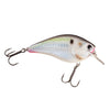 Live Threadfin Shad