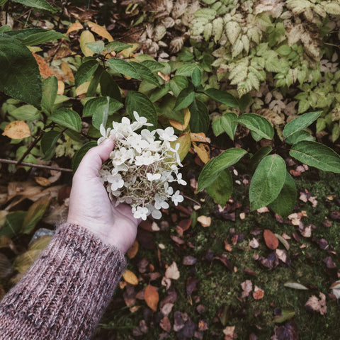 My hand holding a flower in an Autumn garden