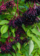 Elderberry tea  for cold and flu