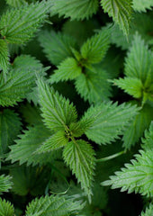 Nettle and Elder Tea for cold and flu