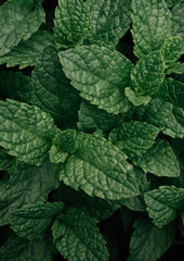 Peppermint tea for cold and flu