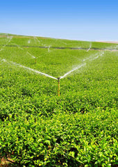 Watering tea plant