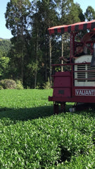 green tea farmer harvesting