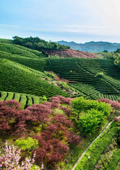 type of soil works best for planting tea