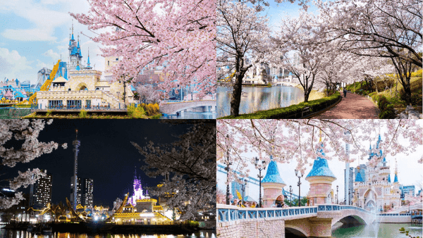 المهرجانات والبقع زهر الكرز في كوريا سيول
