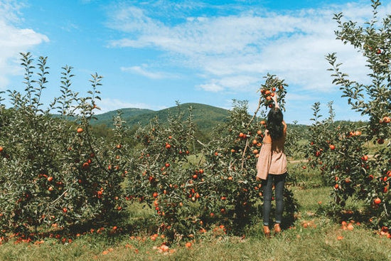 3 recolección de frutas en la experiencia de Corea del Sur, ¡deberías probar! - The Daebak Company