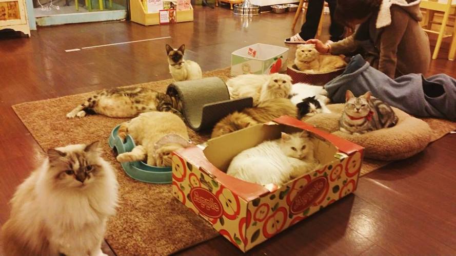 I visited a cat cafe in Korea and I didn't like it - La Vida Nómade