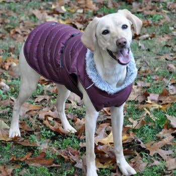 dog hi vis vest