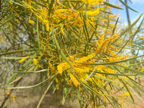 PINDAN WATTLE