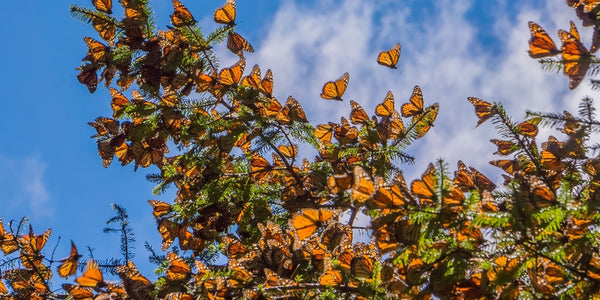 Monarch butterflies swarming a tree
