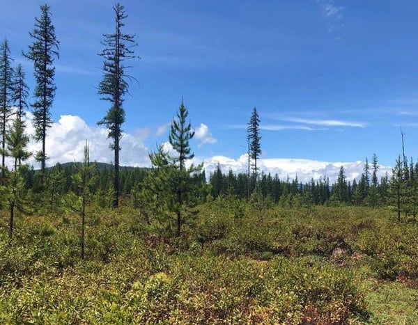 green hills with tall skinny pine trees and blue skies