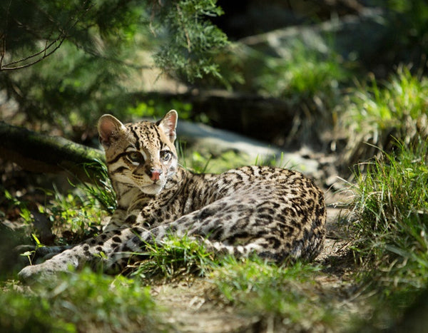 baby leopard laying on a rock surrounded by greenery