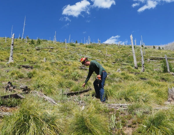 man in field planting trees