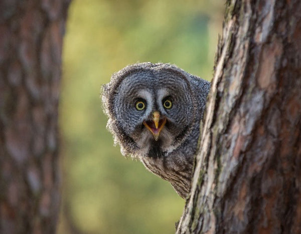 Owl peeking his head around a tree trunk