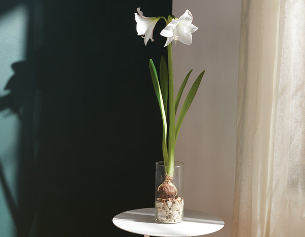 Paperwhite winter bulb in full bloom on coffee table