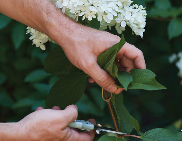 hands clipping a hydrangea bloom