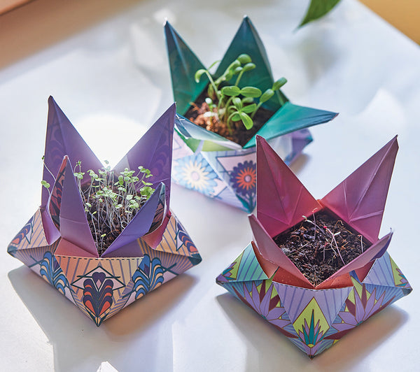 three Modern Sprout Cosmic Seed grow kits mid bloom
