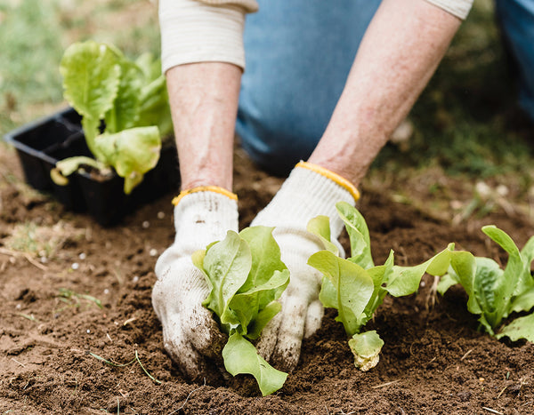 person wearing white garden gloves planting basil in the ground