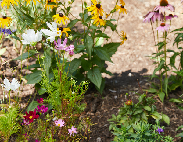 Wildflower garden close up