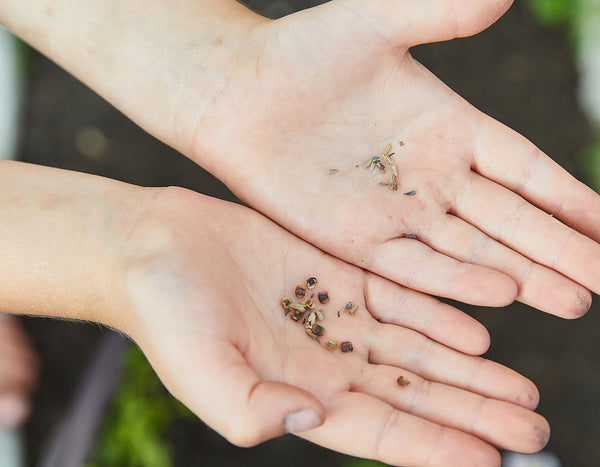 two open hands holding seeds