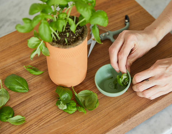 Modern Sprout Tapered tumbler basil grow kit